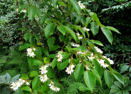 Styrax tonkinensis